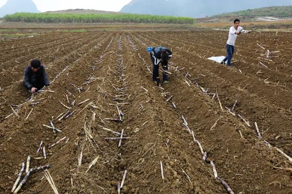 甘蔗什么时候种植，1-3月份、8-9月份是适宜时间