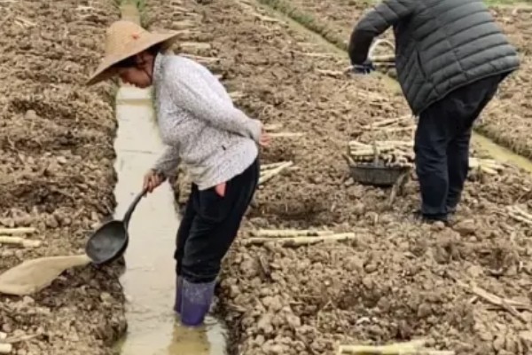 甘蔗什么时候种植，1-3月份、8-9月份是适宜时间