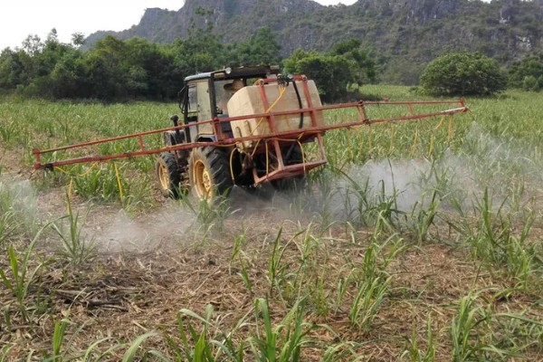 甘蔗什么时候种植，1-3月份、8-9月份是适宜时间