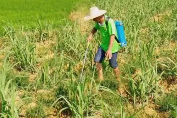 甘蔗什么时候种植，1-3月份、8-9月份是适宜时间