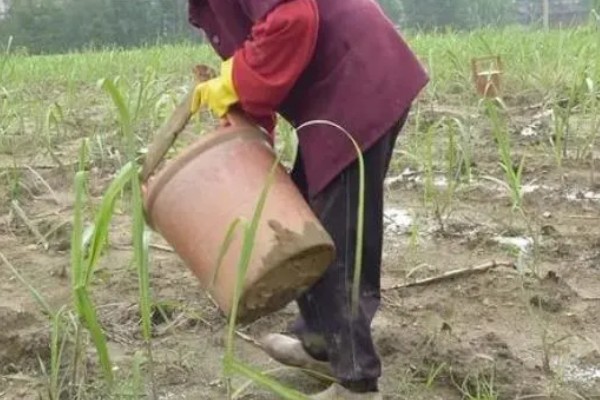 甘蔗什么时候种植，1-3月份、8-9月份是适宜时间