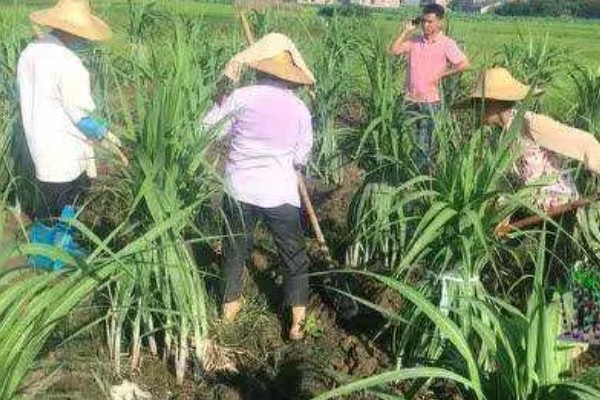甘蔗什么时候种植，1-3月份、8-9月份是适宜时间
