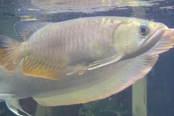 龙鱼蒙眼的病因，是水质不良所致