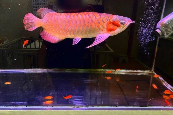 龙鱼蒙眼的病因，是水质不良所致