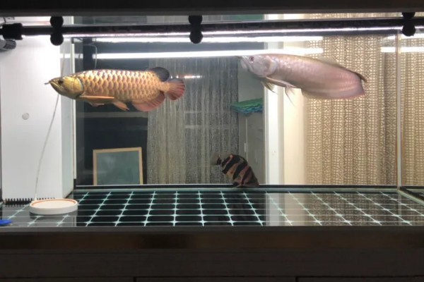 龙鱼蒙眼的病因，是水质不良所致