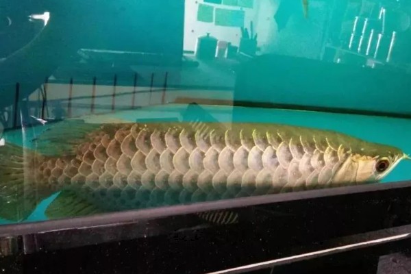 龙鱼蒙眼的病因，是水质不良所致