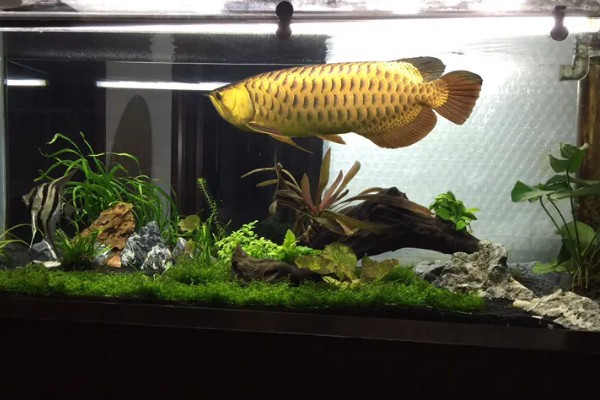 龙鱼蒙眼的病因，是水质不良所致