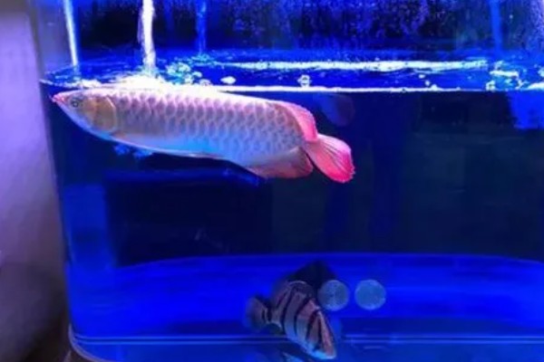 龙鱼蒙眼的病因，是水质不良所致