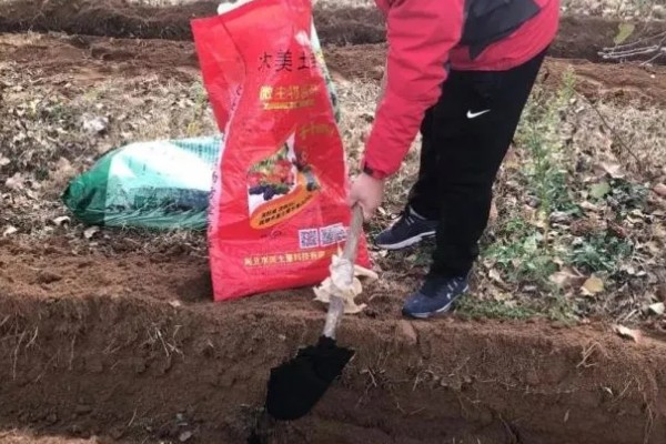 甘蔗什么时候种植，1-3月份、8-9月份是适宜时间