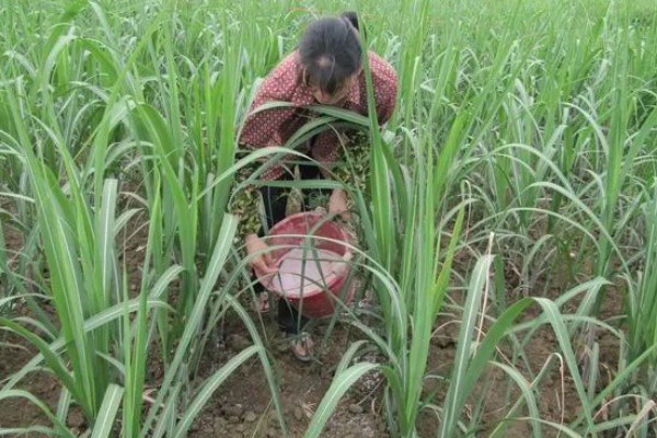 甘蔗什么时候种植，1-3月份、8-9月份是适宜时间