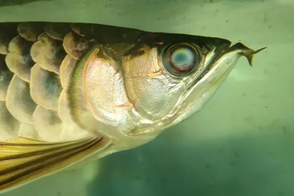 龙鱼蒙眼的病因，是水质不良所致