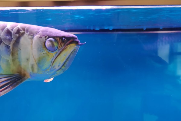 龙鱼蒙眼的病因，是水质不良所致