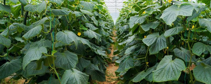 怎么种植黄瓜,生长期间每隔3天浇一次水