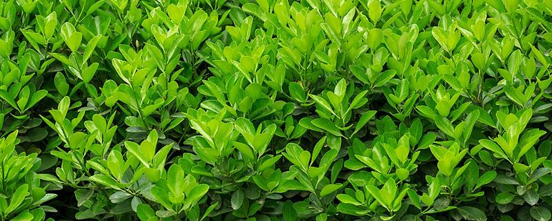 冬青是裸子还是被子植物，通常为被子植物