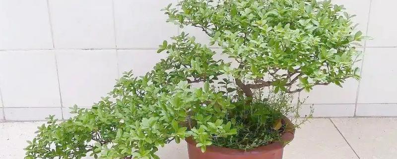 小叶女贞怎么养殖,让土壤保持湿润