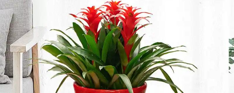 鸿运当头叶子发黄的原因及处理方法，可能是温度不适宜所致