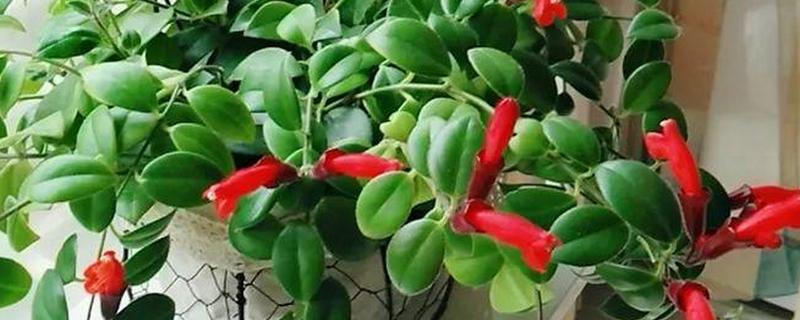 口红吊兰不开花的原因，可能是肥力不足所致