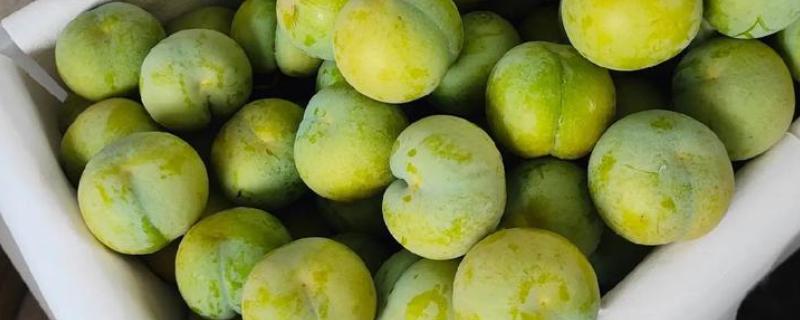 李子和蜂蜜能不能一起食用,不能一起吃完全是谣言