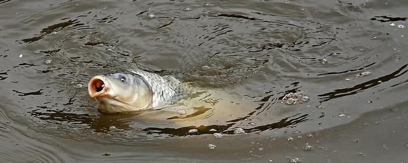 春季钓鲤鱼是钓深水还是浅水，因时节不同而不同