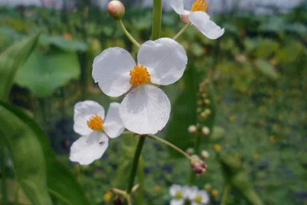 慈姑花的花期,为每年8-10月份