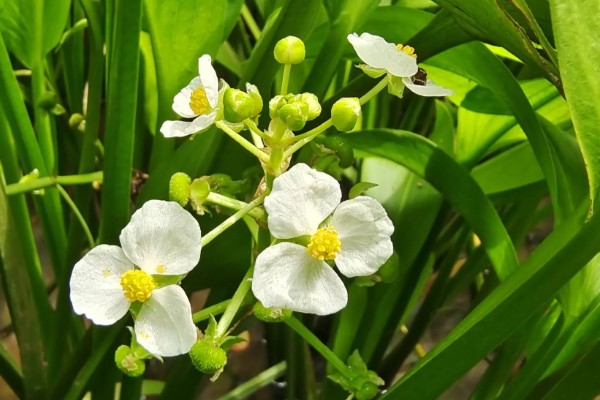 慈姑花的花期,为每年8-10月份