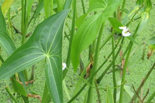 慈姑花的花期,为每年8-10月份