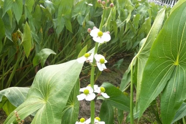 慈姑花的花期,为每年8-10月份