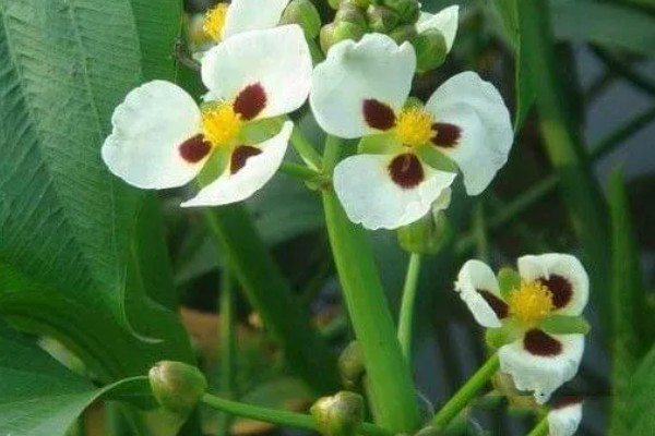 慈姑花的花期,为每年8-10月份