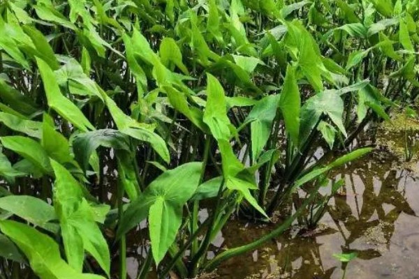 慈姑花的花期,为每年8-10月份