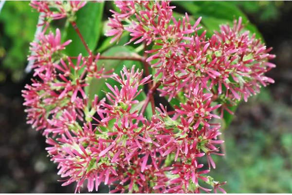 七子花的养护与管理方法，喜欢潮湿的环境