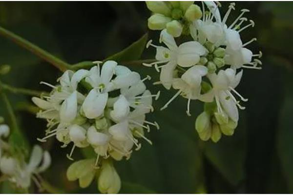 七子花的养护与管理方法，喜欢潮湿的环境