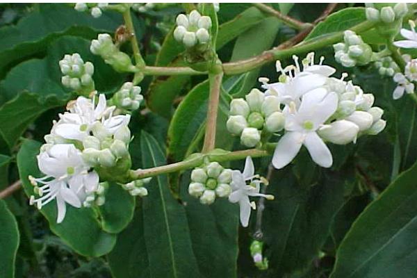 七子花的养护与管理方法，喜欢潮湿的环境