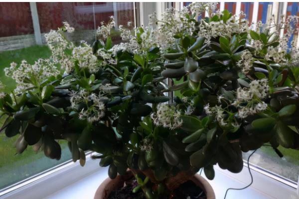 七子花的养护与管理方法，喜欢潮湿的环境