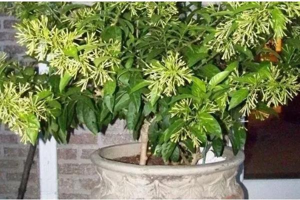 七子花的养护与管理方法，喜欢潮湿的环境