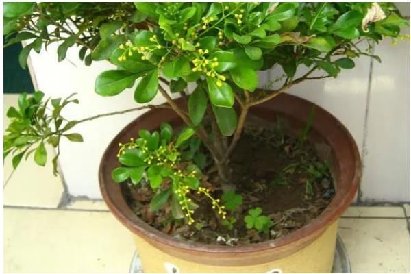 七子花的养护与管理方法，喜欢潮湿的环境