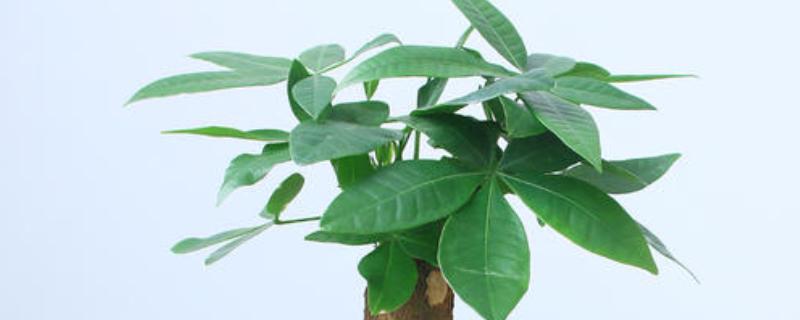 发财树怎么生根，可用生根水涂抹根部