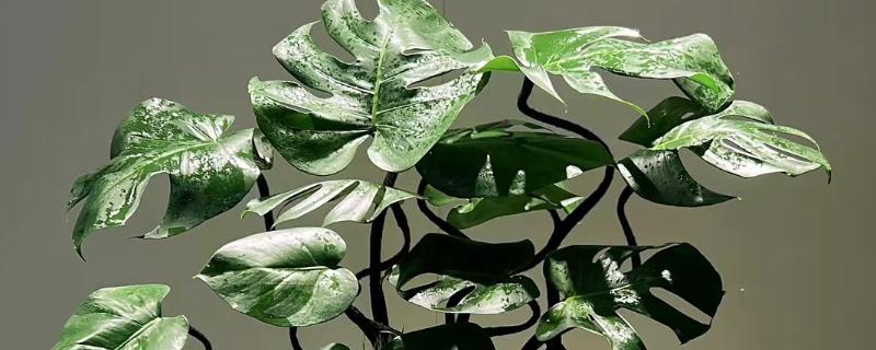 龟背竹定型上支架的方法，用铁丝将叶片绑在架子上