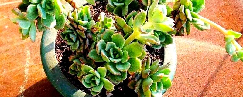 红化妆多肉如何养护，生长温度范围在15-28℃