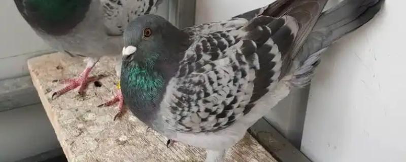 鸽子怎么分辨公母，公鸽体型丰硕、母鸽体型苗条