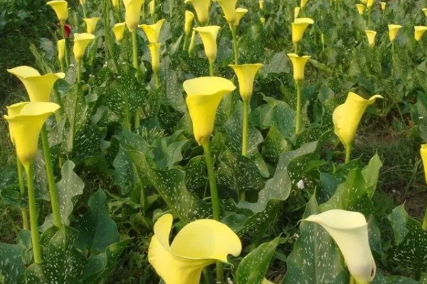 养殖马蹄莲选什么土壤，用塘泥土、腐叶土进行混配