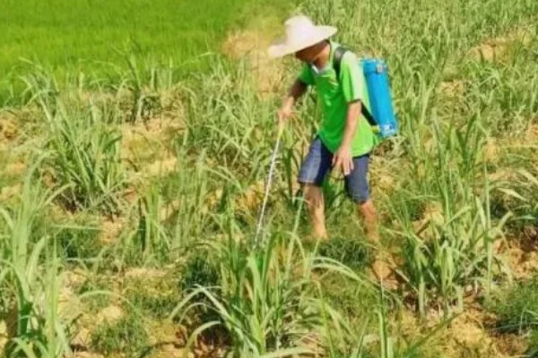 甘蔗钻心虫怎么防治,可喷施杀螟松乳油等药物