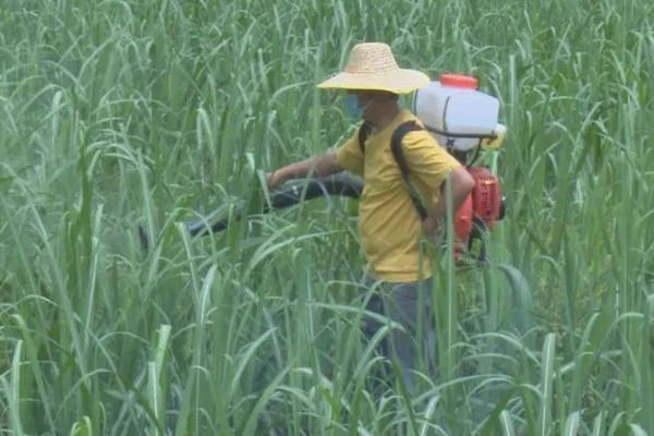 甘蔗钻心虫怎么防治,可喷施杀螟松乳油等药物