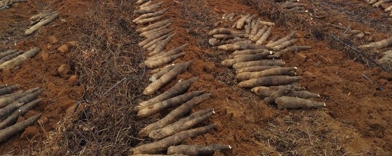 怎么种植淮山，将根头放在浅沟中并覆盖土壤