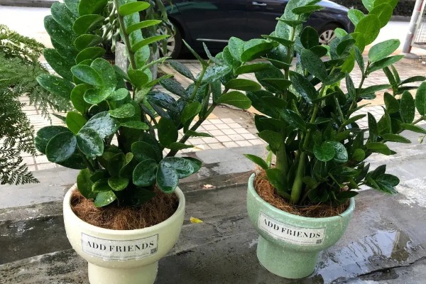 金钱树怎么养殖,选择微酸性的土壤种植