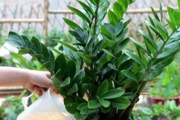 金钱树怎么养殖,选择微酸性的土壤种植