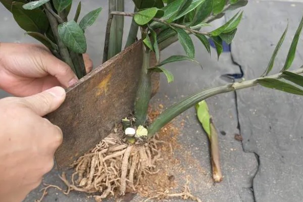 金钱树怎么养殖,选择微酸性的土壤种植