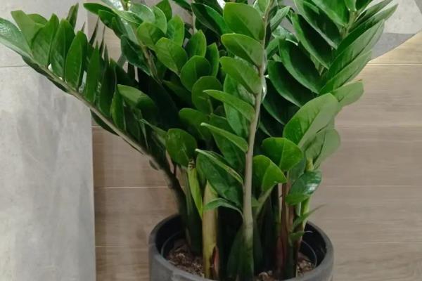 金钱树有没有毒，金钱树有毒