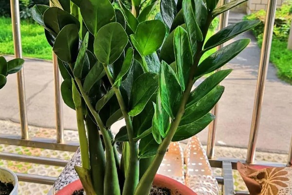 金钱树怎么养殖,选择微酸性的土壤种植