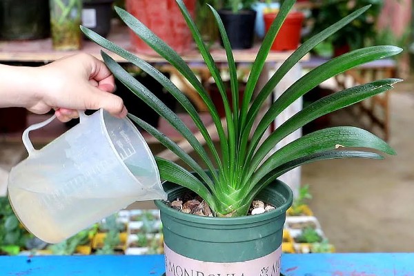 君子兰夹箭怎么处理，可进行遮光养护