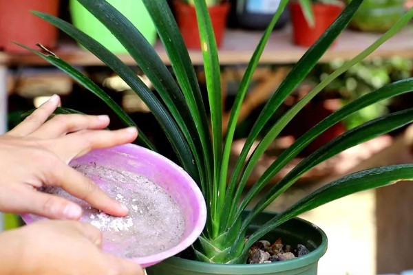 君子兰夹箭怎么处理，可进行遮光养护